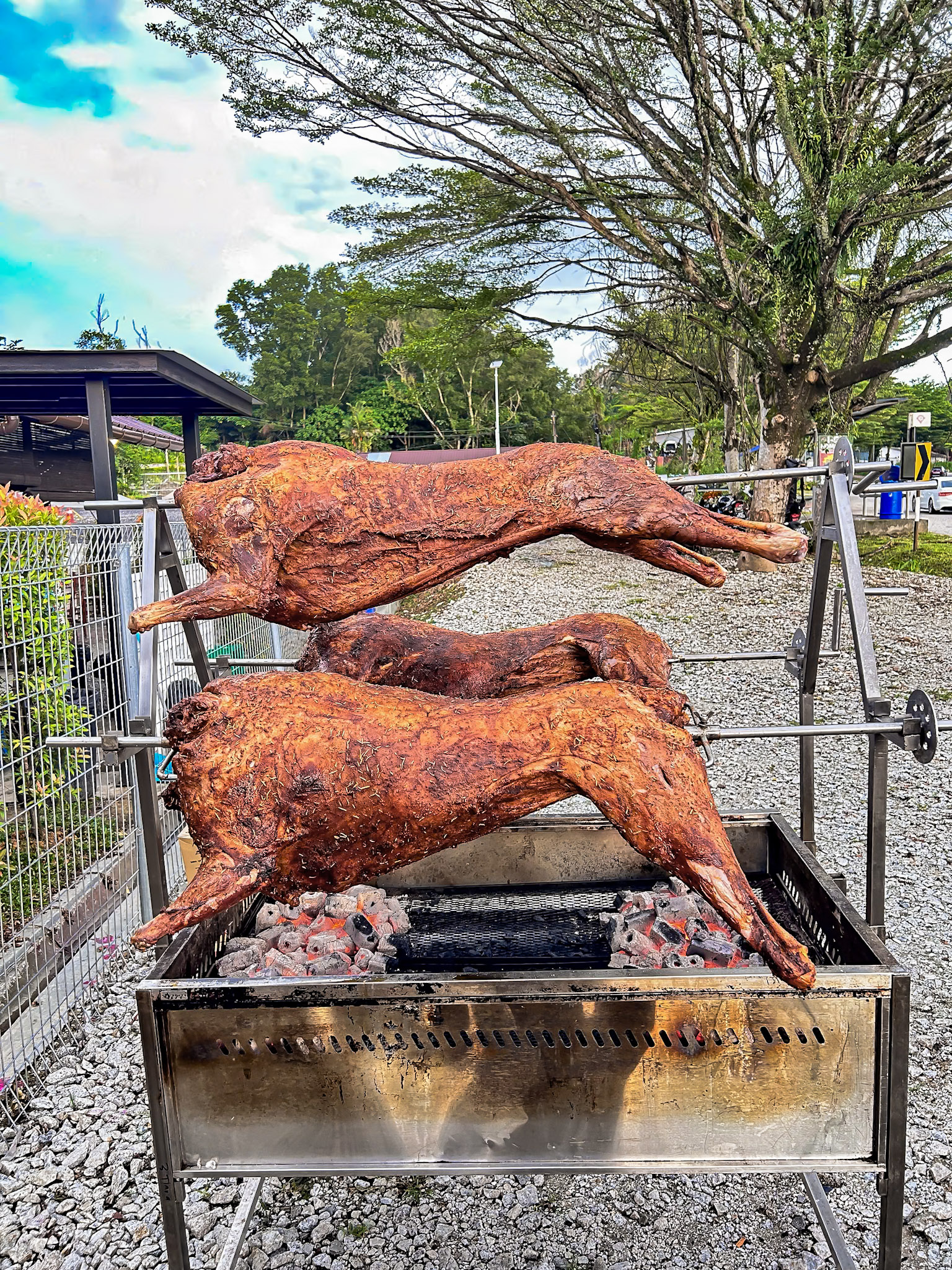 kambing golek full package